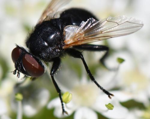 Chetoptilia puella